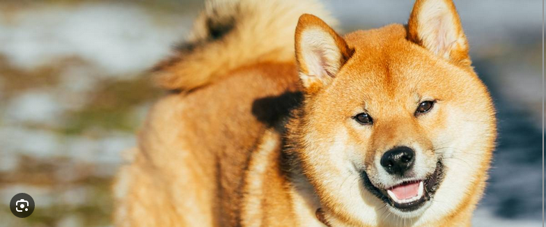 Dog Poop Pickup in Fraser, Michigan