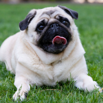 Dog Poop Pickup in Fraser, Michigan