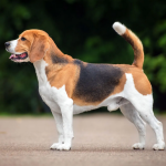 Dog Poop Pickup in Fraser, Michigan