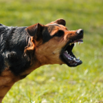 Dog Poop Pickup in Fraser, Michigan